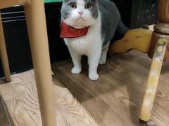 -猫色咖啡·猫咖