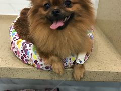 手术前-伟伟宠物医院·CT影像中心·瑞派犬猫综合性门诊(汉口总院)