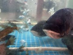 -老傅家湘潭水煮活鱼店(众一国际店)