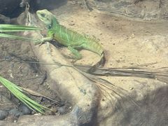 -上海大自然野生昆虫馆(东方明珠·爬宠昆虫探索中心)