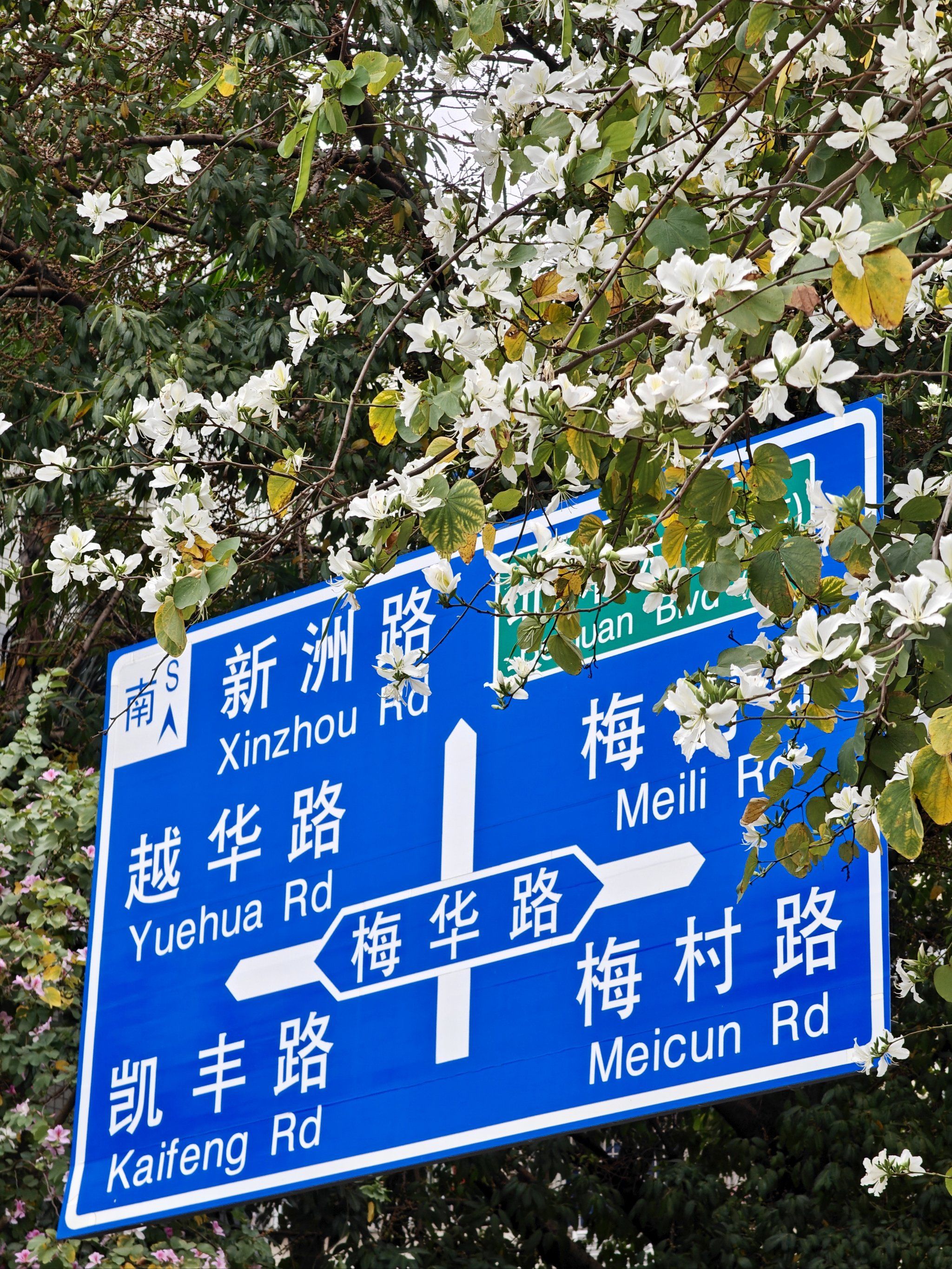 深圳,被鲜花包围的城市!