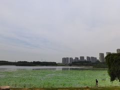 -丁香湖公园