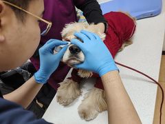 -宠爱国际动物医院·消化内科·心肾内科·ISFM猫友好(望京店)