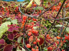 -兰陵国家农业公园