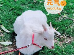 -前小桔亲子创意农场·草莓采摘·露营烧烤