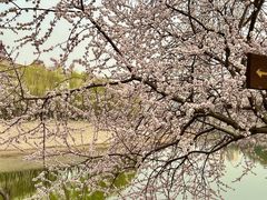 -桃花堤公园