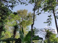-中国科学院西双版纳热带植物园