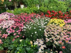 -金陵花卉交易市场