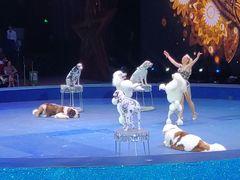 -珠海横琴长隆《卡卡虎奇遇记》