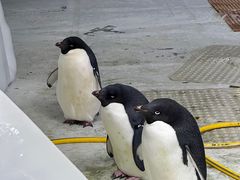 -海合安武汉极地海洋公园