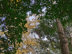 -秋霞圃