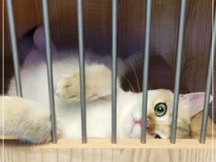 -山宅一喵德文卷毛猫舍
