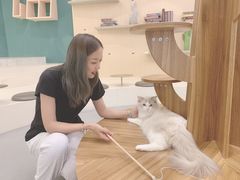 -飞行喵MR PILOT|猫舍·猫咖(静安大融城店)