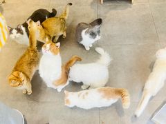 -飞行喵MR PILOT|猫舍·猫咖(静安大融城店)