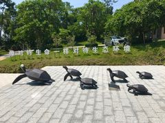 -广东惠东海龟国家级自然保护区