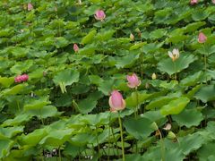 -莲花池公园