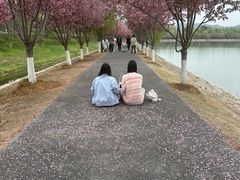 -羊山湖公园