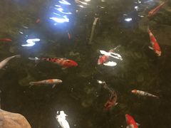 -一煲鸽