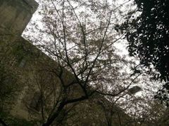 -武汉大学-樱园