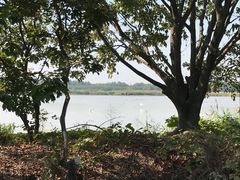 -大湾区中央湿地公园