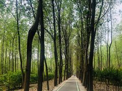 -合肥滨湖国家森林公园