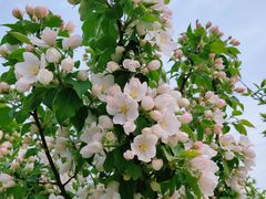 -永定河休闲森林公园