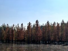 -白鹭湾湿地公园