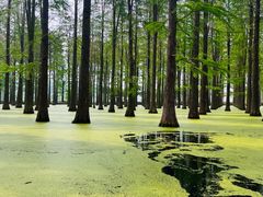 -渌洋湖湿地公园