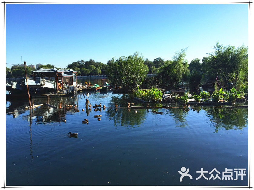 后海野鸭岛34图片 - 第2张