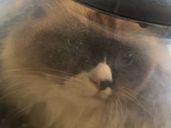 -瑞派福兴宠物医院犬猫全科·骨科·中西医结合(河东店)