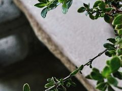 -扫雪煮茶(西村店)