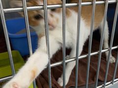 -宠颐生猫科·内科皮肤科(西平世纪城店)