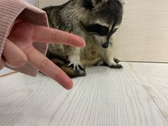 -浣熊柯尔鸭土拨鼠·电玩咖