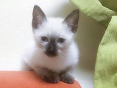 -艾贝尔宠物诊疗