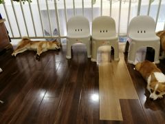 -柯斗斗主题餐厅·狗咖·围炉煮茶·茶饮(国瑞升平里店)