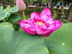 -莲花池公园