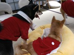 -逗柴咖啡屋·狗咖猫咖宠物桌游