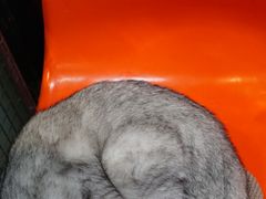 -猫咪博物馆(顶澳仔猫街店)