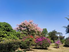 -东莞植物园