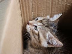 -瑞鹏宠物医院·猫科·宠保定点(梅溪湖分院)