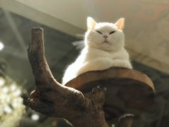 -more than meow吴止猫主题餐厅(承德 中船汇店)