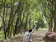 -铁山坪森林公园