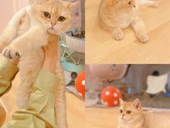 -猫咪派对(江南西店)