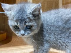 -老吴的猫·猫舍(新区店)