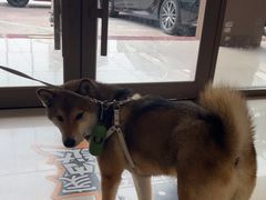 -瑞鹏宠物医院(大运分院)