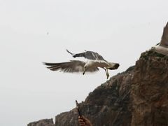 -海驴岛(荣成市)