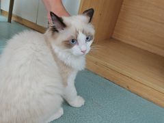 -瑞派·关忠动物医院·猫专科·犬专科(三环新城店)