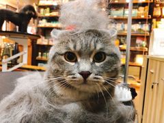 -PETKIT小佩宠物(古北店)