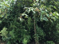 -金钉子远古世界景区