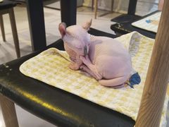 -平行世界·猫咖(首经贸店)